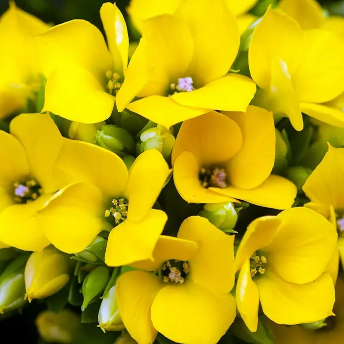 Piardino Flammendes Käthchen - Kalanchoe blossfeldiana, Topfgröße: 10 cm, Gelb - Nahaufnahme von gelben Kalanchoe-Blüten, die ihre leuchtenden Blütenblätter und zarten Details zeigen, während sie ein Gefühl von Wärme und Freude vermitteln.