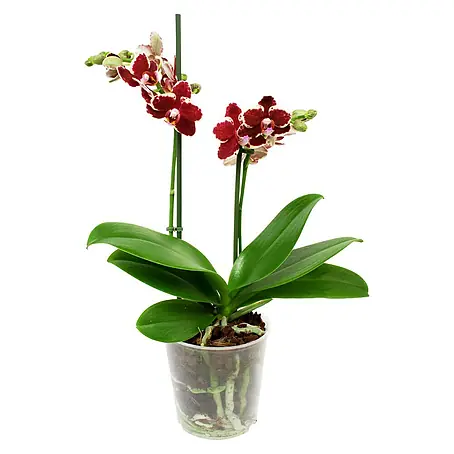 Piardino  Orquídea mariposa