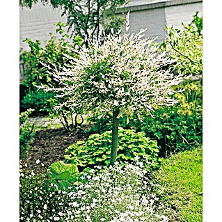 Kätzchenweide Harlekinweide (Salix integra, Topfvolumen: 7,5 l, Stammhöhe: 125 cm)