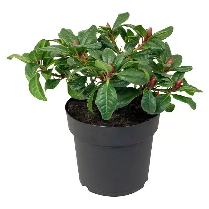 Piardino ZwergrhododendronRhododendron repens 'Scarlet Wonder', Rot