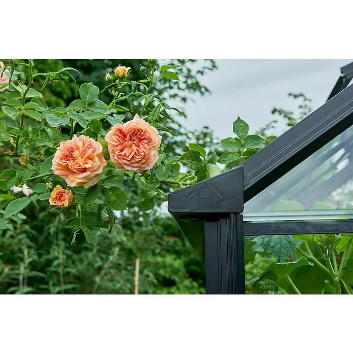 Halls Gewächshaus Blockley 814 - Außenmaß inkl. Dachüberstand (B x T): 256 x 441 cm, Material Seitenwand: Glas, 3 mm, Schwarz - Nahaufnahme eines Gewächshauses mit blühenden Rosen. Das Gewächshaus bietet einen idealen Rahmen für Pflanzen und Blumen im Garten.