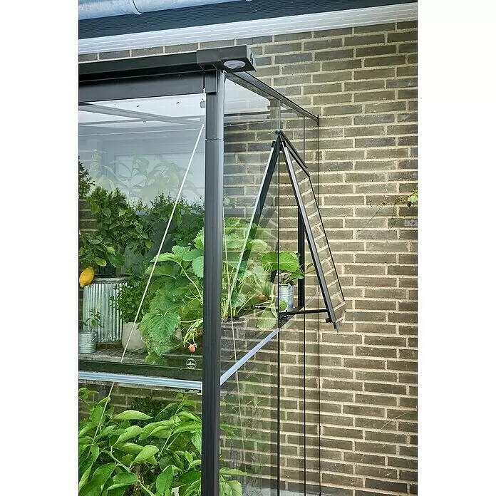 Halls Qube Gewächshaus Lean-to 612 - Außenmaß inkl. Dachüberstand (B x T): 374 x 188 cm, Material Seitenwand: Glas, 3 mm, Schwarz - Schwarzes Glas-Anlehngewächshaus an Ziegelwand, mit geöffnetem Fenster und Pflanzen.