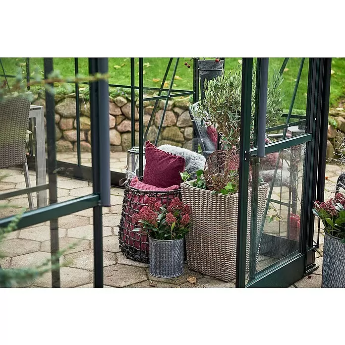 Halls Gewächshaus Garden Room - Außenmaß inkl. Dachüberstand (B x T): 390 x 389 cm, Material Seitenwand: Glas, 3 mm, Grün - Gemütlicher Gewächshaus-Innenraum mit Topfpflanzen, darunter ein Olivenbaum, einem grauen Topf mit roten Blüten und dekorativen geflochtenen Körben mit Kissen.