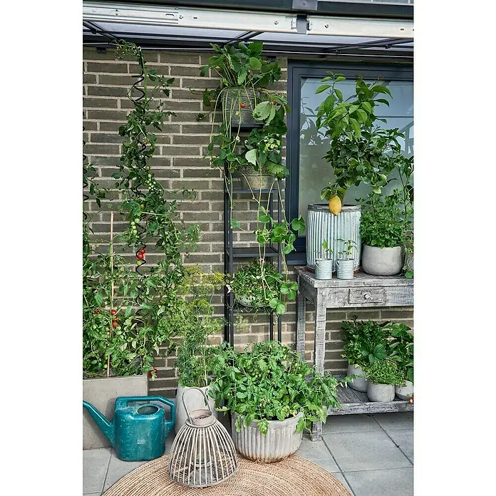 Halls Qube Gewächshaus Lean-to 612 - Außenmaß inkl. Dachüberstand (B x T): 374 x 188 cm, Material Seitenwand: Glas, 3 mm, Schwarz - Eine Nahaufnahme eines üppigen Gartens mit Tomatenpflanzen, Erdbeeren und einem Zitronenbaum, die in rustikalen Töpfen und Behältern wachsen.