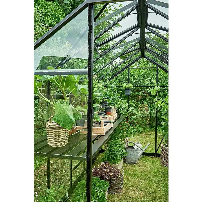Halls Gewächshaus Burford 610 - Außenmaß inkl. Dachüberstand (B x T): 194 x 318 cm, Material Seitenwand: Glas, 3 mm, Schwarz - Innenaufnahme eines Gewächshauses mit Pflanzen auf einem Regal und Gartengeräten. Das Gewächshaus ist aus dunklem Metall und Glas gefertigt.