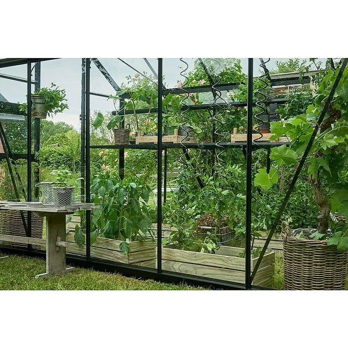 Halls Gewächshaus Burford 610 - Außenmaß inkl. Dachüberstand (B x T): 194 x 318 cm, Material Seitenwand: Glas, 3 mm, Schwarz - Gewächshaus mit Pflanzen in Holzkisten und Regalen, die grüne Blätter und Blüten zeigen und eine idyllische Gartenszene schaffen.