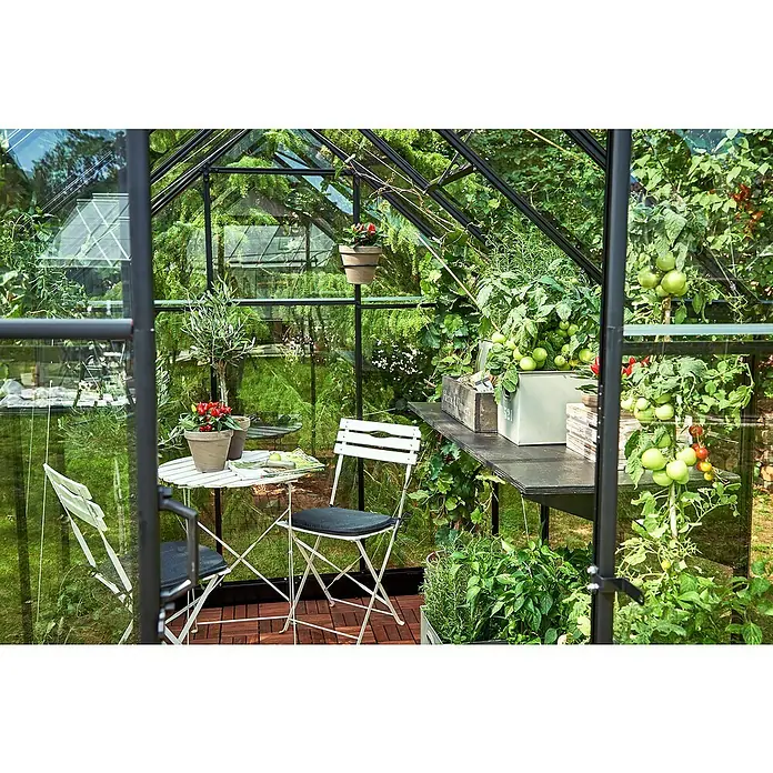 Halls Gewächshaus Qube 610 - Außenmaß inkl. Dachüberstand (B x T): 198 x 321 cm, Material Seitenwand: Glas, 3 mm, Schwarz - Ein Gewächshaus mit Tomatenpflanzen, Kräutern und einem kleinen Tisch mit Stühlen. Die Pflanzen gedeihen prächtig im sonnendurchfluteten Raum.