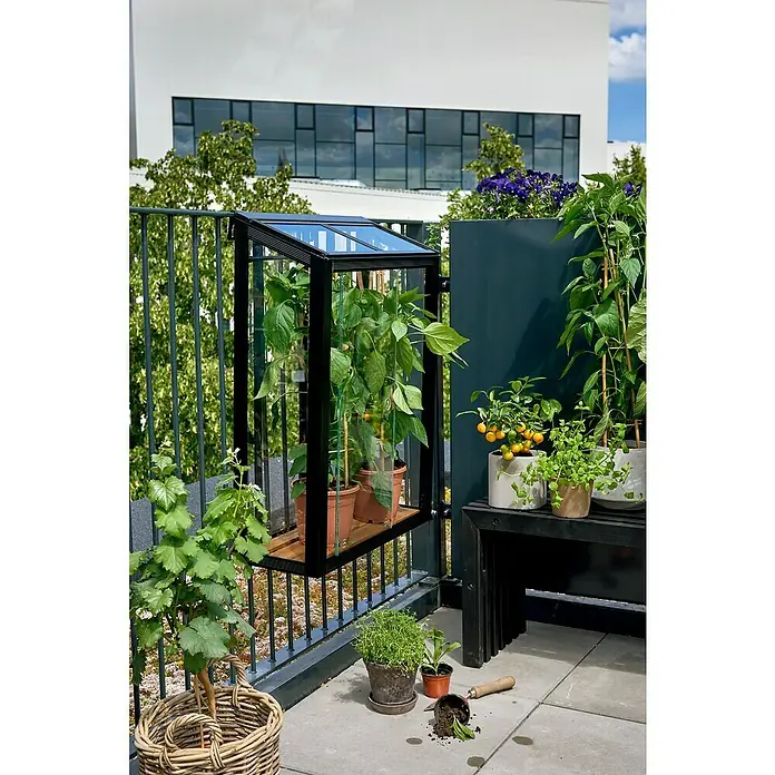 Juliana Gewächshaus Urban Balcony - Außenmaß inkl. Dachüberstand (B x T): 60 x 27 cm, Material Seitenwand: Glas, 4 mm, Schwarz - Nahaufnahme eines Balkons mit einem kleinen Gewächshaus an einem Geländer, das Pflanzen beherbergt.