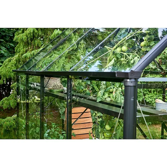 Halls Gewächshaus Qube 610 - Außenmaß inkl. Dachüberstand (B x T): 198 x 321 cm, Material Seitenwand: Glas, 3 mm, Schwarz - Nahaufnahme eines Gewächshauses mit Pflanzen, das die Struktur und Bepflanzung im Inneren hervorhebt.