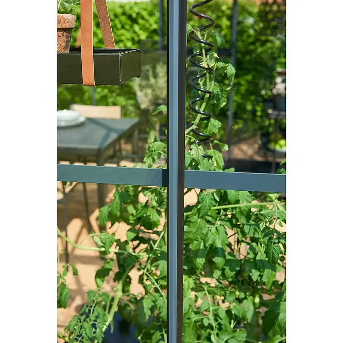 Juliana Gewächshaus Grand Oase - Außenmaß inkl. Dachüberstand (B x T): 296 x 439 cm, Material Seitenwand: Glas, 3 mm, Anthrazit/Schwarz - Nahaufnahme eines Tomatenwachstumsleiters im Gewächshaus, der Pflanzen stützt und ein gesundes Wachstum fördert. Praktisches Gartenzubehör.