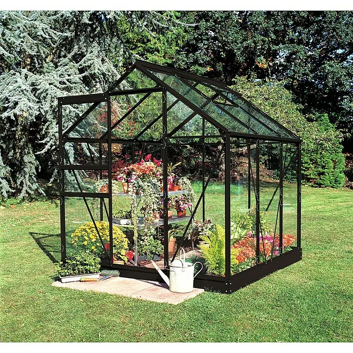 Halls Gewächshaus Popular 66 - Außenmaß inkl. Dachüberstand (B x T): 193 x 195 cm, Einscheibensicherheitsglas, 3 mm, Schwarz - Schönes Gewächshaus mit Pflanzen, die in Töpfen und Regalen ausgestellt sind, und einer Gießkanne davor.