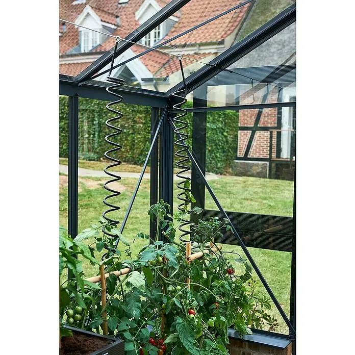 Juliana Pflanzhilfe - 3 Stk. - Gewächshaus-Innenansicht mit Tomatenpflanzen, die an schwarzen Spiralstützen hochwachsen. Die Stützen sind an der Gewächshausstruktur befestigt.