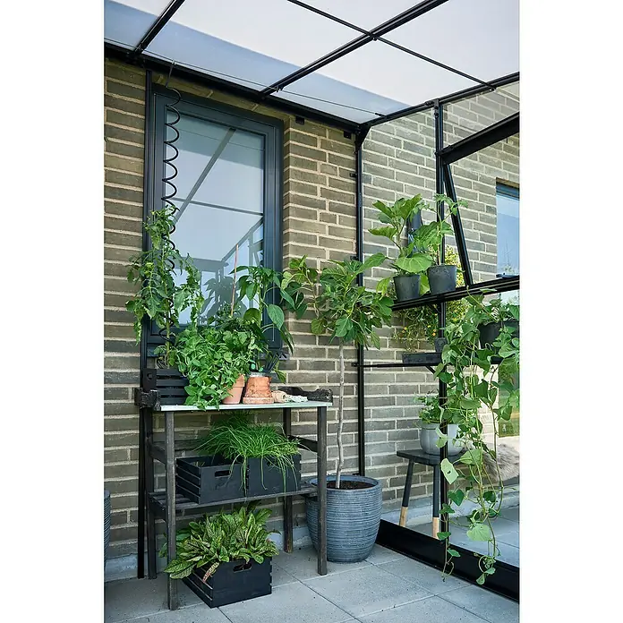 Halls Gewächshaus Qube Lean-to 68 - Außenmaß inkl. Dachüberstand (B x T): 251 x 188 cm, Material Seitenwand: Glas, Schwarz - Eine Nahaufnahme eines Gewächshauses mit Pflanzen, die auf einem Regal und in Töpfen stehen, was eine ruhige und grüne Gartenszene zeigt.