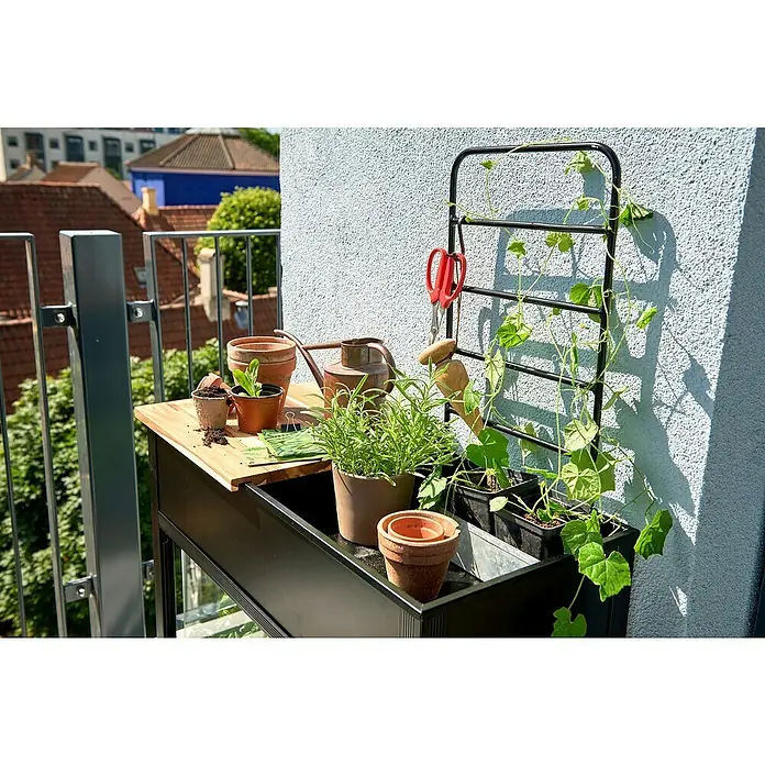 Juliana Gewächshaus Urban - Außenmaß inkl. Dachüberstand (B x T): 82 x 38 cm, Material Seitenwand: Glas, 4 mm, Schwarz - Nahaufnahme eines Balkongartens mit Kräutern, Pflanzgefäßen, Gießkanne und Rankhilfe an einer sonnigen Wand.