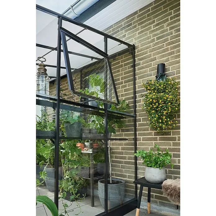 Halls Gewächshaus Qube Lean-to 68 - Außenmaß inkl. Dachüberstand (B x T): 251 x 188 cm, Material Seitenwand: Glas, Schwarz - Nahaufnahme eines Gewächshauses mit Pflanzen, das an einer Ziegelmauer steht, mit einem offenen Fenster für Belüftung und einer Außenlampe.