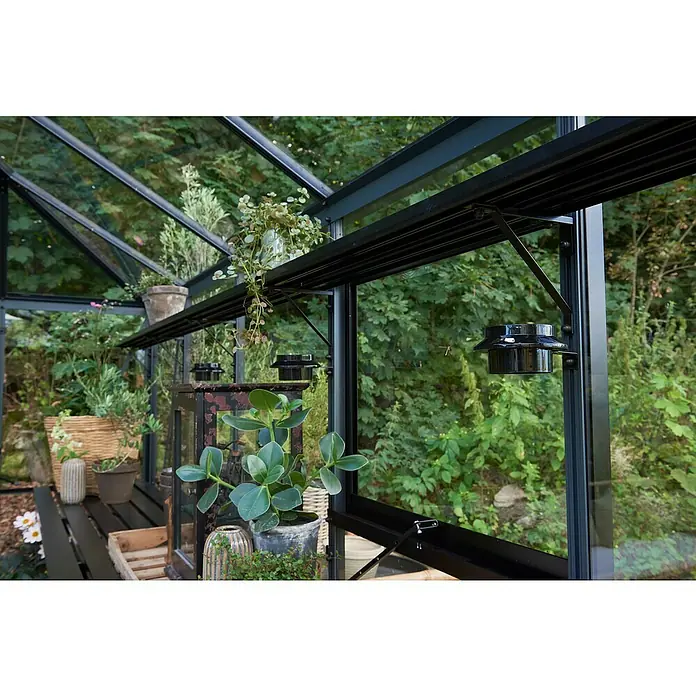 Juliana Gewächshaus Grand Oase - Außenmaß inkl. Dachüberstand (B x T): 439 x 583 cm, Material Seitenwand: Glas, 3 mm, Anthrazit/Schwarz - Innenaufnahme eines Gewächshauses mit Pflanzen, darunter ein Solarlicht mit schwarzem Gehäuse und Pflanzen auf einem Regal.