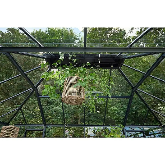 Juliana Gewächshaus Grand Oase - Außenmaß inkl. Dachüberstand (B x T): 439 x 583 cm, Material Seitenwand: Glas, 3 mm, Anthrazit/Schwarz - Blick in ein Gewächshaus mit hängenden Rattankörben und üppigen Pflanzen. Das Gewächshaus bietet Schutz und optimale Wachstumsbedingungen.