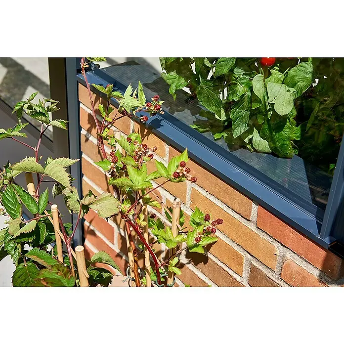 Gewächshaus Premium - Außenmaß inkl. Dachüberstand (B x T): 296 x 439 cm, Material Seitenwand: Glas, Anthrazit/Schwarz - Nahaufnahme eines Spalierfensters mit Brombeerpflanzen. Das Fenster mit blaugrauem Rahmen ist in eine Ziegelmauer integriert.