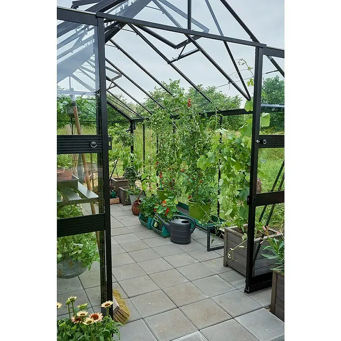 Halls Gewächshaus Blockley 814 - Außenmaß inkl. Dachüberstand (B x T): 256 x 441 cm, Material Seitenwand: Glas, 3 mm, Schwarz - Innenansicht eines Gewächshauses mit Pflanzen, Tomaten und einem Gießkanne auf dem gepflasterten Boden. Metallstruktur des Gewächshauses sichtbar.