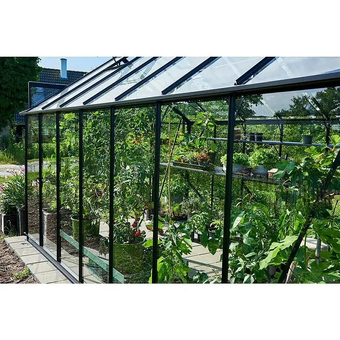 Halls Gewächshaus Blockley 814 - Außenmaß inkl. Dachüberstand (B x T): 256 x 441 cm, Material Seitenwand: Glas, 3 mm, Schwarz - Gewächshaus mit Glaswänden und Pflanzen wie Tomaten, Salat und Kräutern, die auf Regalen und in Töpfen angebaut werden.