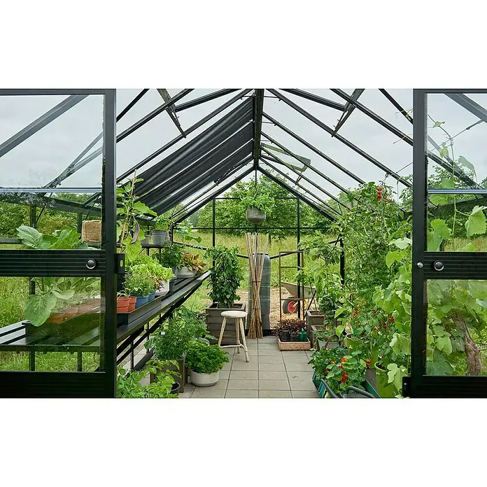 Halls Gewächshaus Blockley 814 - Außenmaß inkl. Dachüberstand (B x T): 256 x 441 cm, Material Seitenwand: Glas, 3 mm, Schwarz - Innenansicht eines Gewächshauses mit üppigem Grün, das eine ruhige und produktive Gartenatmosphäre zeigt.