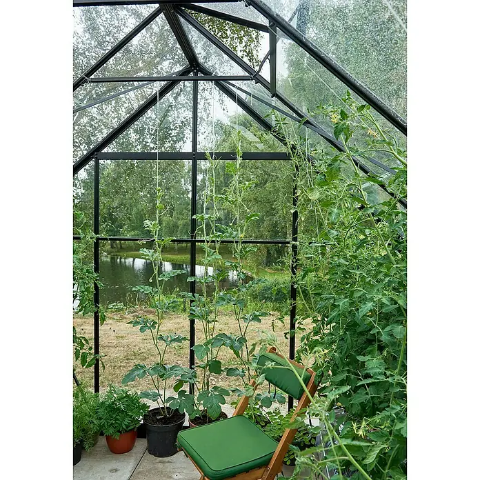 Halls Gewächshaus Universal 128 - Außenmaß inkl. Dachüberstand (B x T): 257 x 384 cm, Material Seitenwand: Glas, Schwarz, Inkl. Fundamentrahmen - Innenansicht eines Gewächshauses mit Tomatenpflanzen, Wassermelonen und Kräutern in Töpfen, sowie einem grünen Holzstuhl.