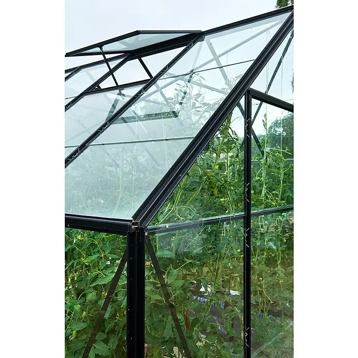 Halls Gewächshaus Universal 128 - Außenmaß inkl. Dachüberstand (B x T): 257 x 384 cm, Material Seitenwand: Glas, Schwarz, Inkl. Fundamentrahmen - Nahaufnahme eines Gewächshauses mit Pflanzen im Inneren, das für den Anbau und Schutz von Gemüse oder Blumen verwendet wird.
