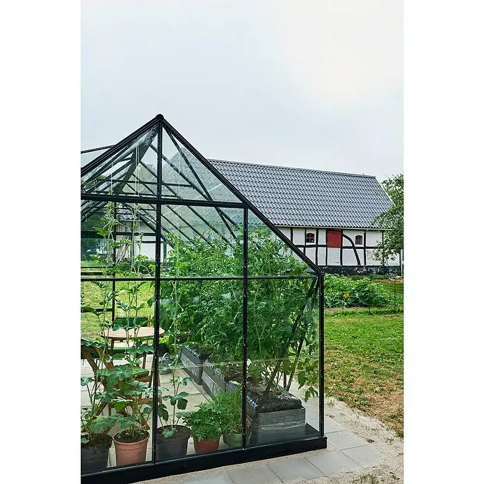 Halls Gewächshaus Universal 128 - Außenmaß inkl. Dachüberstand (B x T): 257 x 384 cm, Material Seitenwand: Glas, Schwarz, Inkl. Fundamentrahmen - Naheaufnahme eines Gewächshauses voller Pflanzen mit einem großen Bauernhaus im Hintergrund. Ideal für Gartenprojekte.