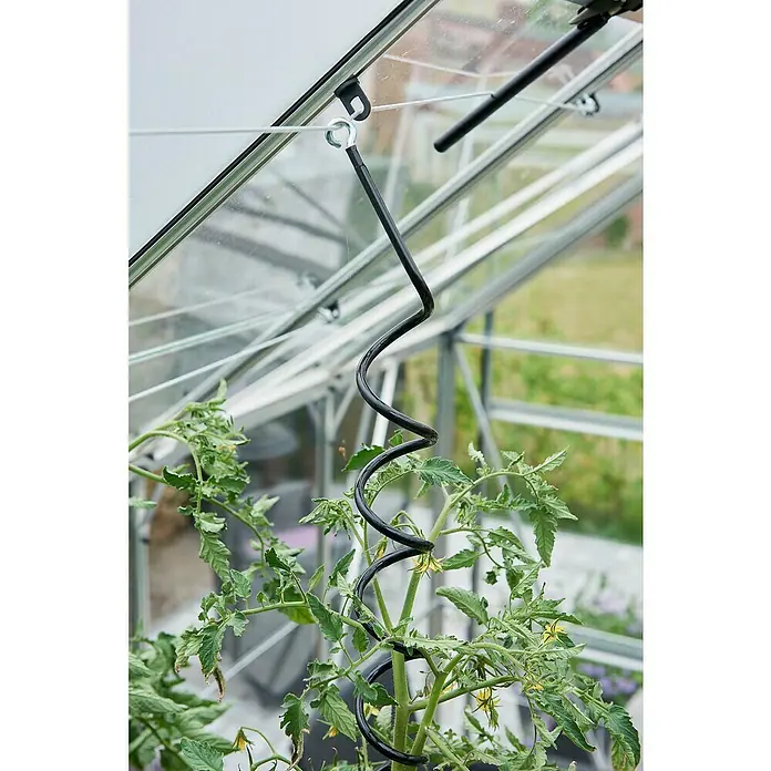Halls Gewächshaus Magnum 128 - Außenmaß inkl. Dachüberstand (B x T): 257 x 384 cm, Material Seitenwand: Glas, 3 mm, Silbergrau, Sicherheitsglas - Eine Tomatenpflanze, die in einem Gewächshaus mit einer spiralförmigen Pflanzenstütze angebaut wird. Die Stütze ist schwarz und hängt von der Decke.