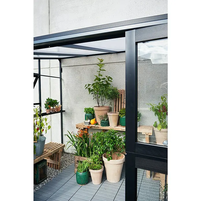 Juliana Gewächshaus Veranda - Außenmaß inkl. Dachüberstand (B x T): 221 x 296 cm, Material Seitenwand: Glas, 3 mm, Anthrazit - Gewächshaus-Interieur mit Pflanzen, Töpfen und Holzregalen, die eine ruhige Gartenszene zeigen.