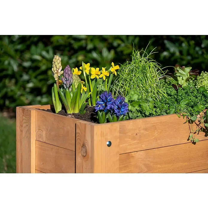 Dobar Hochbeet - L x B x H: 80,3 x 40 x 78,4 cm, Holz, Braun - Blumenkasten aus Holz mit blühenden Hyazinthen und Narzissen, sowie frischen Kräutern und Salat.