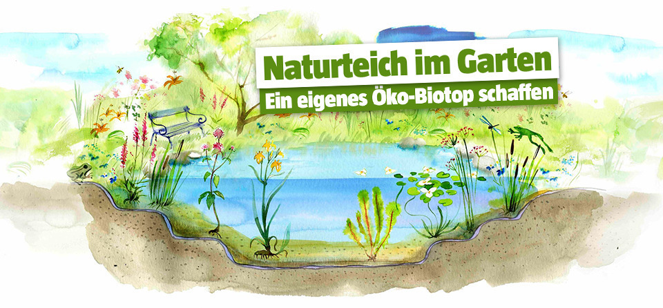 Naturteich im Garten: Alles Wichtige zum Öko-Biotop