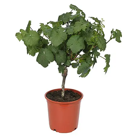 Weinrebe