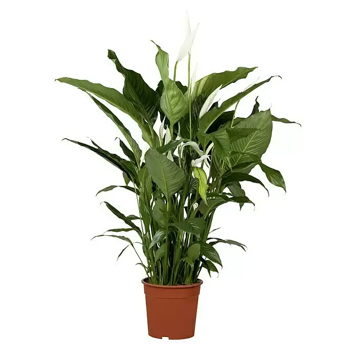 Piardino EinblattSpathiphyllum floribundum 'Lauretta', Topfgröße: 24 cm, Weiß