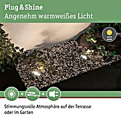 Paulmann Plug & Shine LED-Gartenspot-Set (3 x 2,5 W, 24 V, IP65, Höhe: 90 mm)