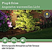 Paulmann Plug & Shine LED-Gartenspot Sting (6 W, Höhe: 29 cm, Erdspieß, 24 V)