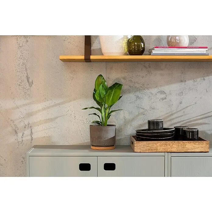 Soendgen Keramik Übertopf rund Paros DeluxeAußenmaß (Ø x H): 16 x 14 cm, Hellgrau, Holz - Nahaufnahme einer Pflanze im Topf, Geschirr auf einem Tablett und einem Regal mit Büchern und Dekorationsgegenständen vor einer grauen Wand.