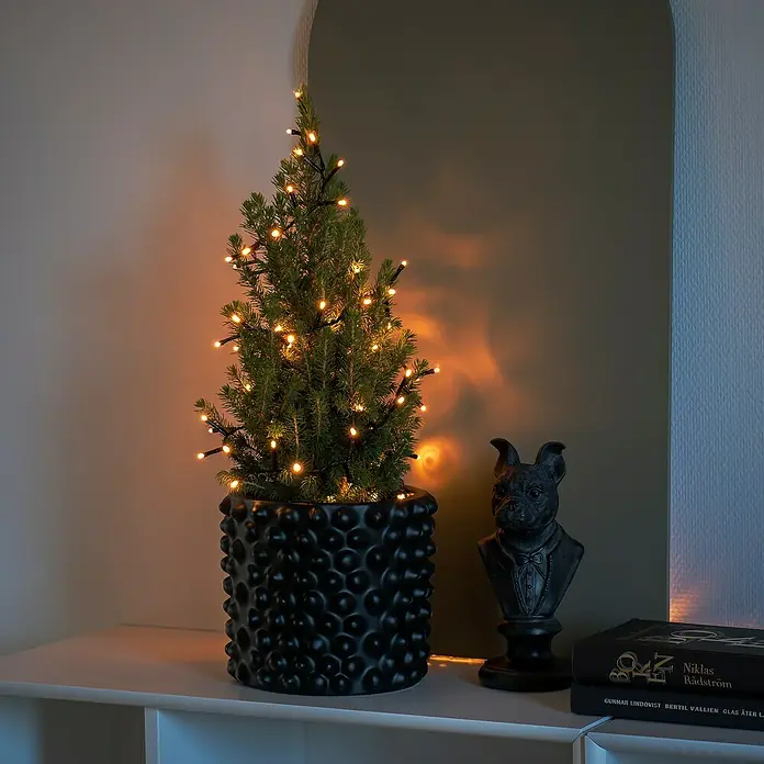 Konstsmide LED-Lichterkette - Innen, Lichtfarbe: Bernstein, Anzahl Leuchtmittel: 200 Stk., Netzbetrieben - Dekorative Zimmerkiefer mit Lichterkette in einem schwarzen Topf mit Noppenmuster, neben einem Hundebüste und Büchern.
