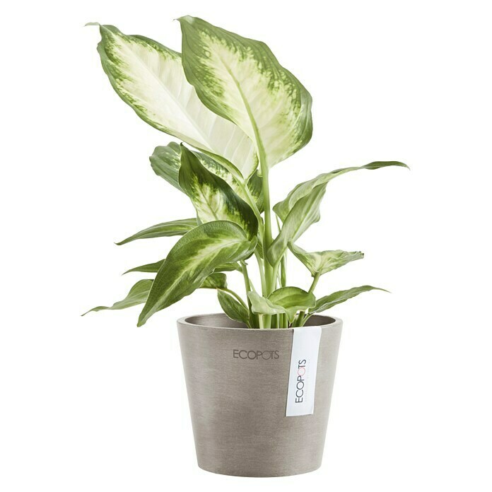 Ecopots Amsterdam Pflanztopf Mini (Außenmaß (Ø x H): 10,5 x 9,2 cm, Kunststoff, Braungrau) | BAUHAUS