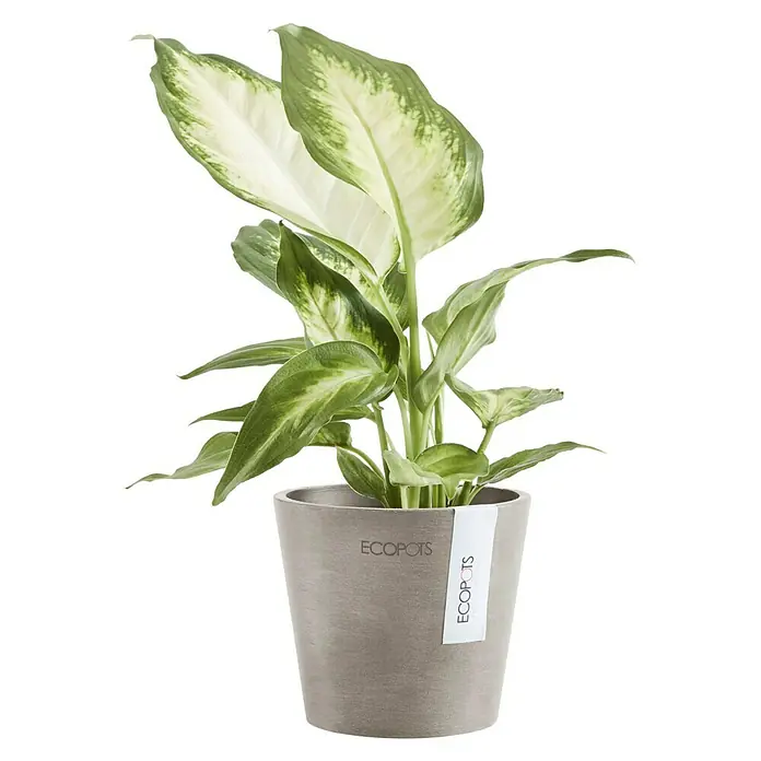 Ecopots Amsterdam Pflanztopf Mini - Außenmaß (Ø x H): 10,5 x 9,2 cm, Kunststoff, Braungrau - Dieffenbachia 'Hilo' Zimmerpflanze in einem modernen ECOPOTS Topf. Perfekt für die Dekoration von Innenräumen.
