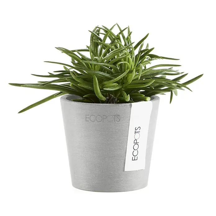 Ecopots Amsterdam Pflanztopf Mini - Außenmaß (Ø x H): 8 x 7 cm, Kunststoff, Weiß, Grau - Ein Senecio barbertonicus Sukkulenten in einem grauen ECOPOTS Blumentopf, eine stilvolle und moderne Dekoration für Ihr Zuhause.