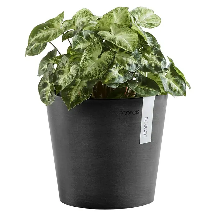 Ecopots Amsterdam Pflanztopf Mini - Außenmaß (Ø x H): 17 x 14,9 cm, Kunststoff, Dunkelgrau - Ein Syngonium-Podophyllum-Zimmerpflanze in einem schwarzen Ecopots-Blumentopf, der für eine elegante und umweltfreundliche Note sorgt.