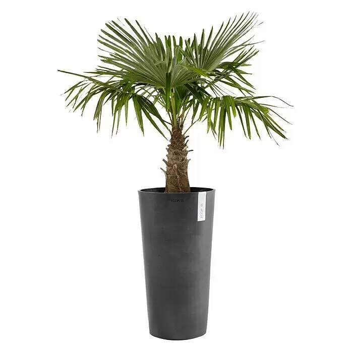 Ecopots Amsterdam Pflanzsäule rund High - Außenmaß (Ø x H): 41,5 x 76,8 cm, Kunststoff, Dunkelgrau - Eine Palme mit grünen fächerförmigen Blättern in einem hohen, dunkelgrauen konischen Topf.