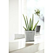 Ecopots Amsterdam Pflanztopf Mini (Außenmaß (Ø x H): 17 x 14,9 cm, Kunststoff, Weiß, Grau) | BAUHAUS