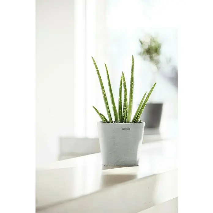 Ecopots Amsterdam Pflanztopf Mini - Außenmaß (Ø x H): 17 x 14,9 cm, Kunststoff, Weiß, Grau - Nahaufnahme einer Aloe Vera Pflanze in einem grauen ECOPOTS Topf auf einer hellen Oberfläche, mit einer weiteren Pflanze im Hintergrund.