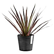 Ecopots Amsterdam Pflanztopf Mini (Außenmaß (Ø x H): 13 x 11,4 cm, Kunststoff, Dunkelgrau) | BAUHAUS