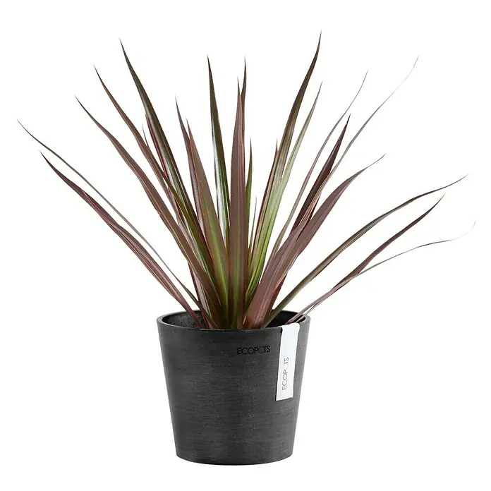 Ecopots Amsterdam Pflanztopf Mini - Außenmaß (Ø x H): 13 x 11,4 cm, Kunststoff, Dunkelgrau - Das Bild zeigt eine Cordyline australis Pflanze in einem grauen Ecopots-Blumentopf mit einem weißen Etikett, isoliert auf einem schwarzen Hintergrund.