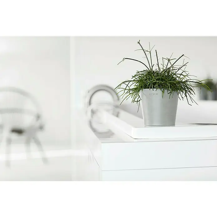 Ecopots Amsterdam Pflanztopf Mini - Außenmaß (Ø x H): 10,5 x 9,2 cm, Kunststoff, Weiß, Grau - Zimmerpflanze in einem grauen Topf der Marke Ecopots auf einem weißen Regal. Minimalistisches Design für moderne Wohnräume mit natürlichem Akzent.