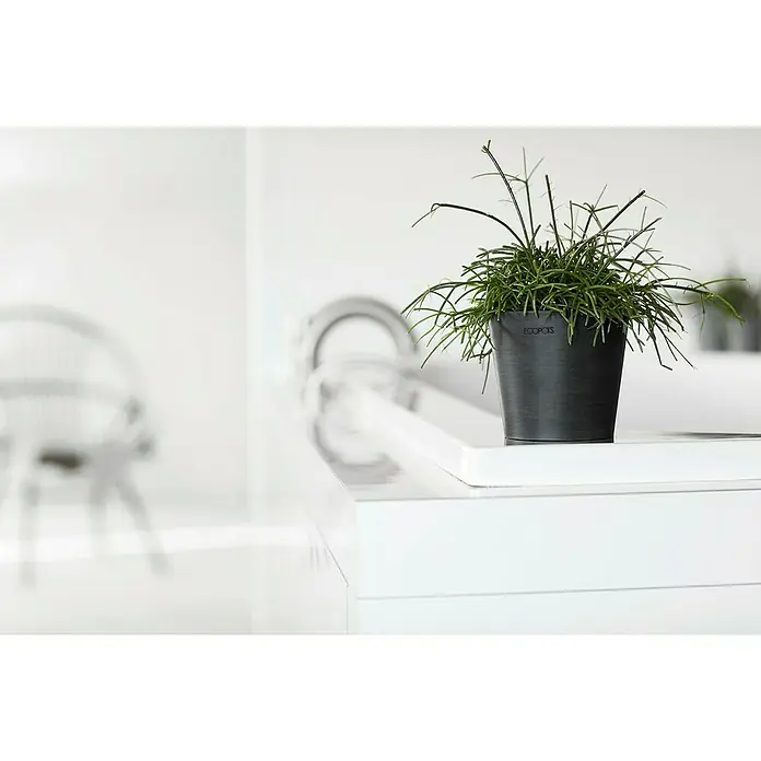 Ecopots Amsterdam Pflanztopf Mini - Außenmaß (Ø x H): 10,5 x 9,2 cm, Kunststoff, Dunkelgrau - Zimmerpflanze in einem dunklen Ecopots-Blumentopf, die auf einer weißen Oberfläche in einem hellen Raum steht.