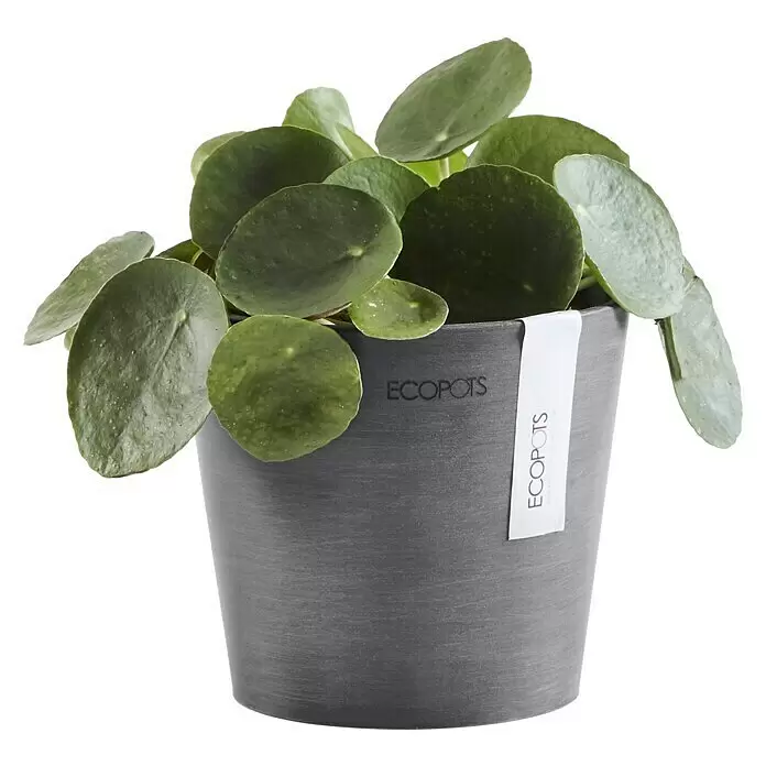 Ecopots Amsterdam Pflanztopf - Außenmaß (Ø x H): 13 x 11,4 cm, Kunststoff, Grau - Grüne Pilea-Pflanze in einem strukturierten, dunkelgrauen ECOPOTS Blumentopf.